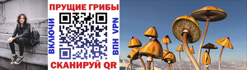 Псилоцибиновые грибы Cubensis  Купить где  Губкинский 